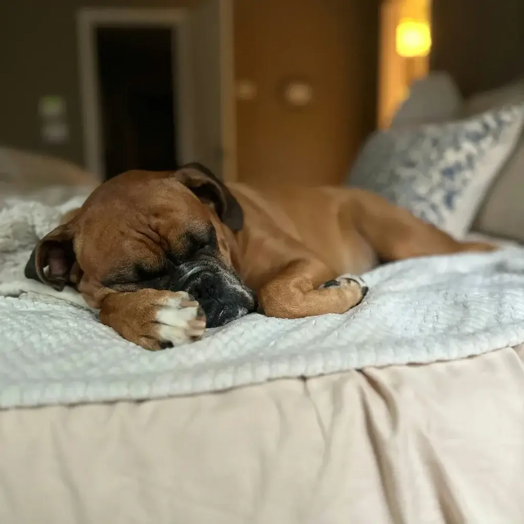 brentwood lifestyle photos7